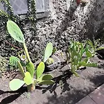 Etna Σπίτι διακοπών